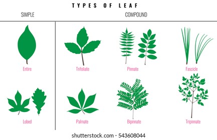 Leaf types infographics. Set of leaf collection. Silhouette Isolated Vector