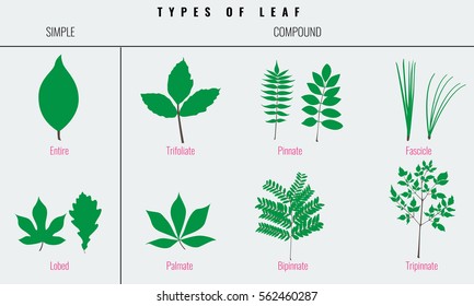 palmately lobed leaf