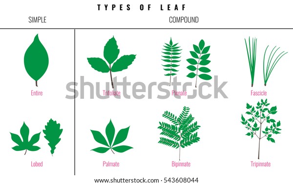 Leaf Types Infographics Set Leaf Collection Stock Vector (Royalty Free ...