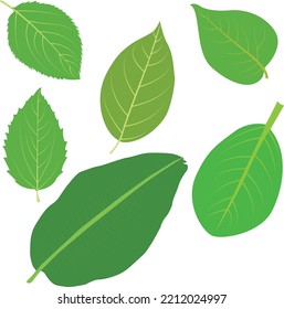 Leaf Vector Artwork. This is an eps file.