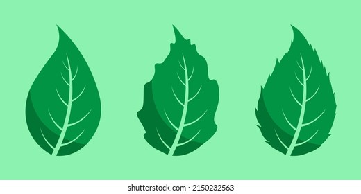 vector hoja, una colección de vectores de hoja verde adecuado para la decoración y los diseños de logotipo e icono.

