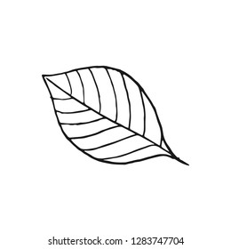 leaf vector doodle sketch isolated on white background