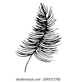 Leaf vector drawing of a plant. Palm Leaf Isolated. Peacock feather.