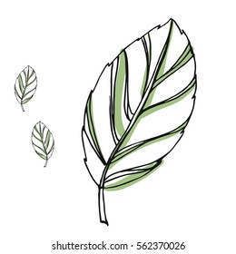 Leaf vector drawing set. Isolated tree leaves. Herbal engraved style illustration. Organic product sketch. Hand drawn leaf