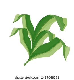 
leaf vector. green leaf illustration. monstera leaves.