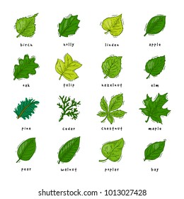 Leaf vector green leaves of trees leafed oak and leafy maple or leafing foliage illustration of leafage in spring set with leafage isolated on white background