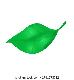 Iconos vectoriales de hoja aislados en fondo blanco. Forma de hoja verde. puede ser para logotipos, vectores minimalistas