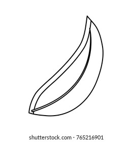 leaf  vector illustration