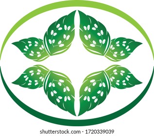 leaf vector illustration design icon logo template