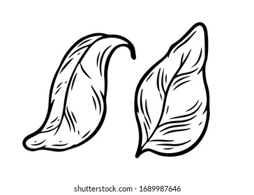 Leaf vector illustration. Leaf engraving isolated on white background.