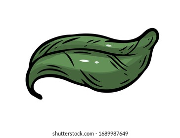 Leaf vector illustration. Leaf engraving isolated on white background.