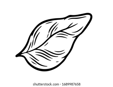 Leaf-Vektorillustration-Illustration. Leaf-Gravur einzeln auf weißem Hintergrund.