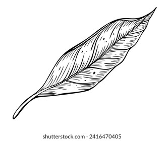 Leaf vector illustration. Hand drawn drawing of plant on isolated background. Botanical etching. Engraving of vintage nature design element. Avocado foliage sketch painted by black inks.