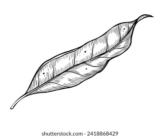 Leaf vector illustration. Hand drawn drawing of plant on isolated background. Botanical etching. Engraving of vintage nature design element. Avocado foliage sketch painted by black inks.