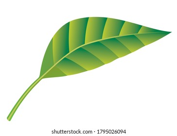 Leaf vector illustration.
isolated on white background.Top view