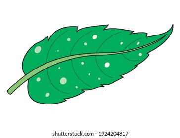 Leaf vector illustration,
isolated on white background.nature top view