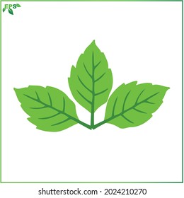 leaf vector illustration, tropical leaf flat design concept