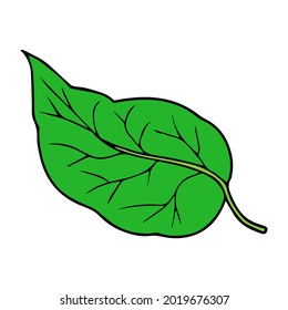 leaf vector illustration,isolated on white background,top view