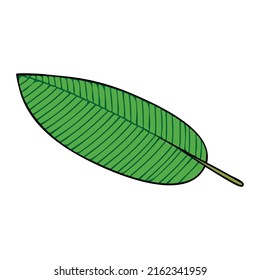 leaf vector illustration,isolated on white background,top view