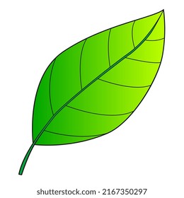 leaf vector illustration,isolated on white background,top view