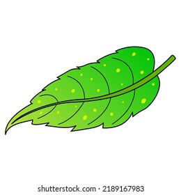 leaf vector illustration,isolated on white background,top view