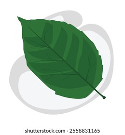 A leaf vector illustration.various shapes and forms of green leaves.