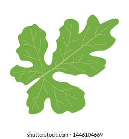  leaf vector image detail colour