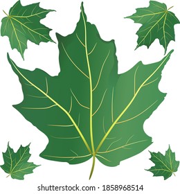 Leaf vector image that can be used for designing purposes or as an asset for your own creativity.