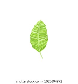 Leaf vector isolated with watercolor looks suitable for your floral content