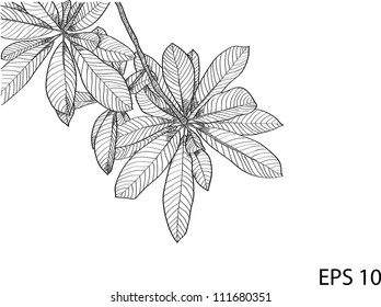 Leaf Vector Line Sketch Up, EPS 10.
