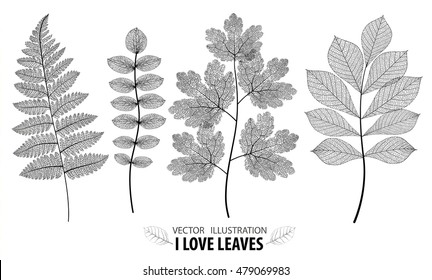 Leaf vector set. Botanical leaves branch set on white background.