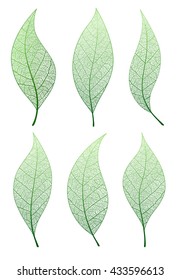 Leaf, vector set . Collection green natural tree leaves. 