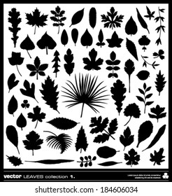 Leaf vector silhouettes collection. Different types of leaves.