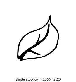 leaf vector sketch isolated, hand-drawn icon.