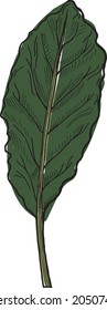 Leaf in a vector style isolated. Color sketch. Leaf Botanical Illustration