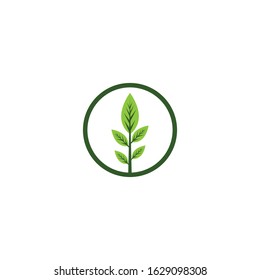 leaf vector template icon design