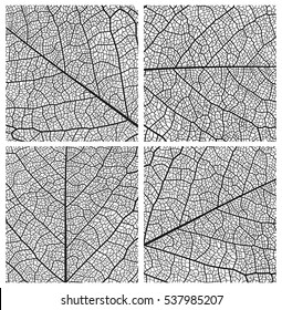 Leaf vector texture pattern background  Black   white design set