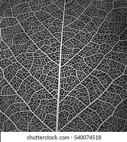 Leaf vector texture pattern background. Black and white design