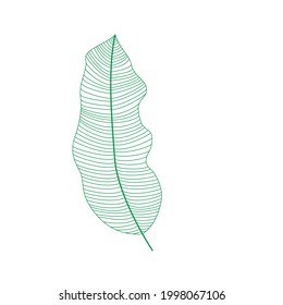 Leaf Vector. Tropical leaves . green  logo with lines