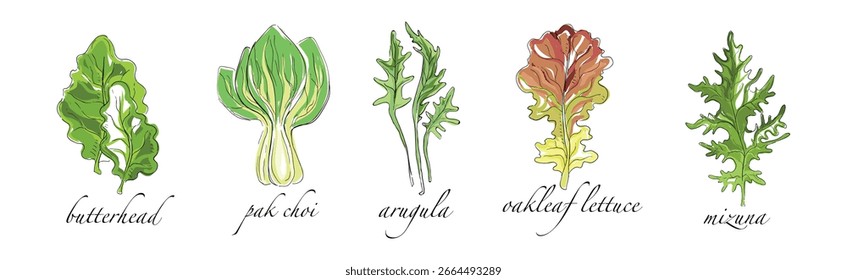 Leaf Vegetable and Herbs with Name Vector Set