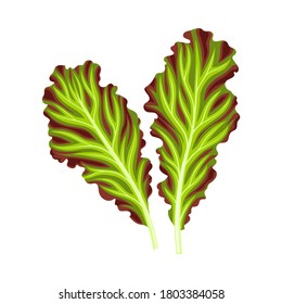 Leaf Vegetable or Salad Greens as Plant with Edible Leaves Vector Illustration