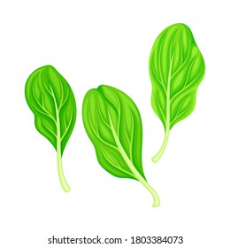 Leaf Vegetable or Salad Greens as Plant with Edible Leaves Vector Illustration