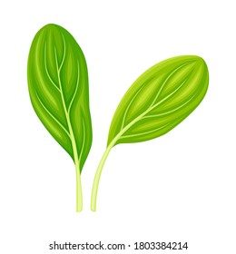 Leaf Vegetable or Salad Greens as Plant with Edible Leaves Vector Illustration