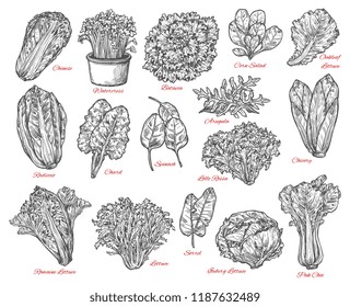 Leaf vegetable and salad vector sketch . Spinach, iceberg and romaine lettuce, chinese cabbage, chicory and corn salad, arugula, chard and sorrel, bok choy, watercress and batavia sketches