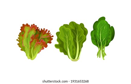 Leaf Vegetables or Salad Greens as Edible Plant Vector Set