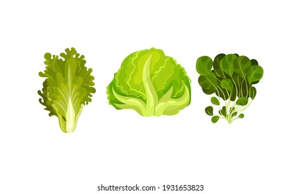 Leaf Vegetables or Salad Greens as Edible Plant Vector Set