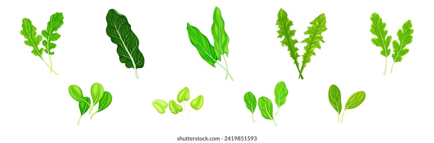 Leaf Vegetables or Salad Greens as Edible Plant Vector Set