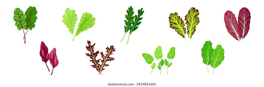 Leaf Vegetables or Salad Greens as Edible Plant Vector Set