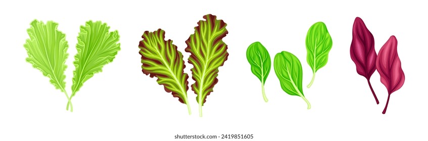 Leaf Vegetables or Salad Greens as Edible Plant Vector Set