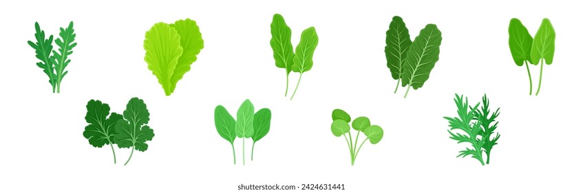 Leaf Vegetables or Salad Greens as Edible Plant Vector Set